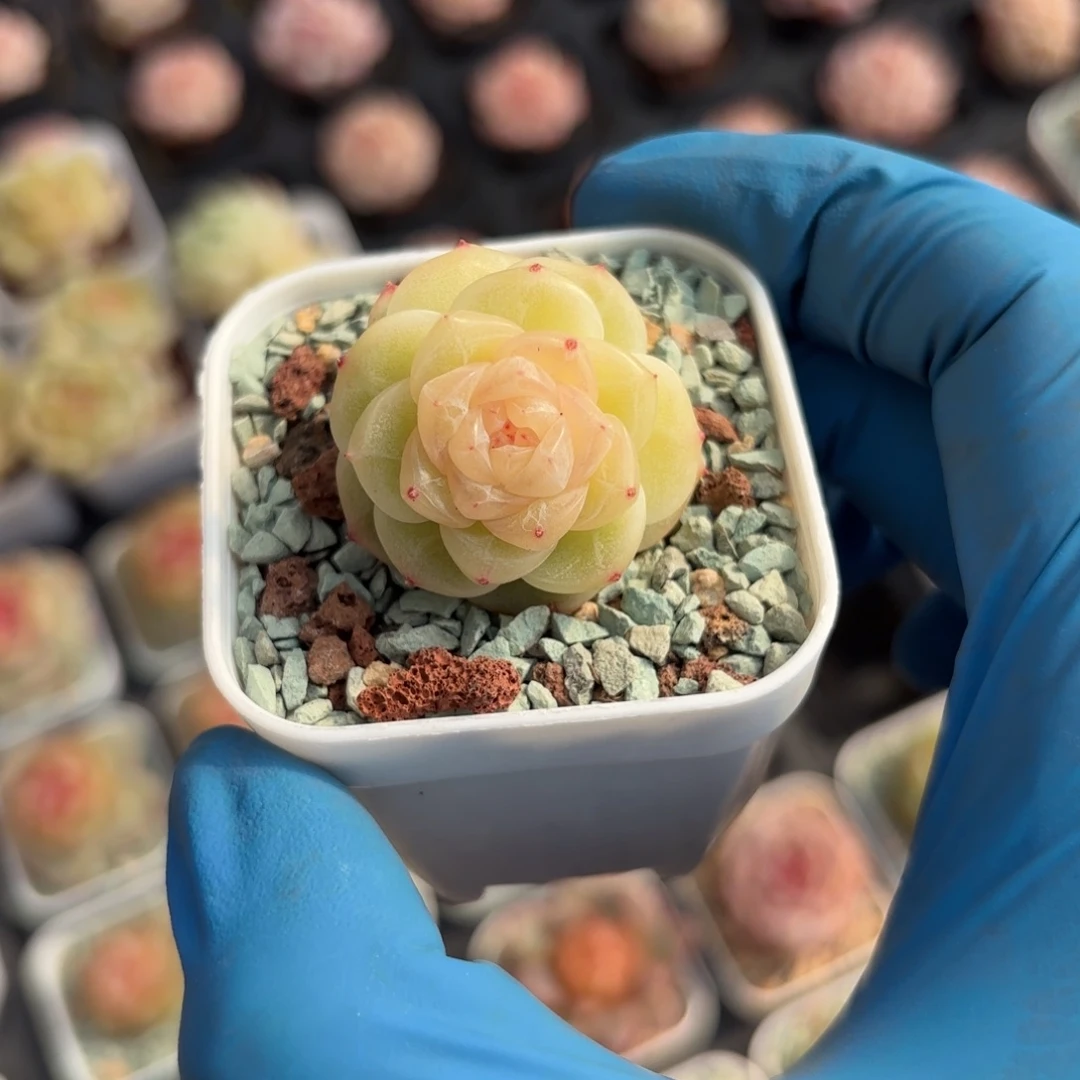 粉心玄月一物一拍