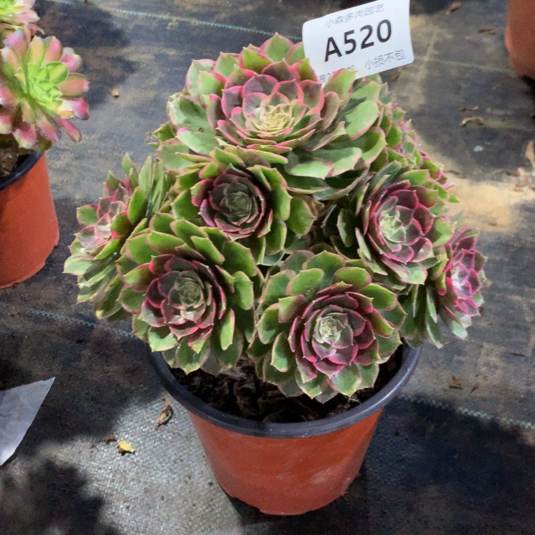 乐*悠粉花妖520000000