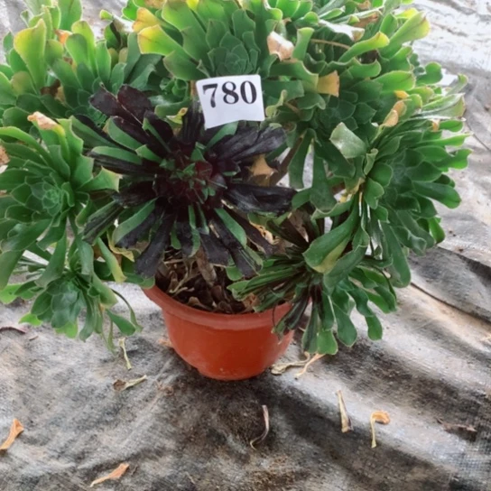 多肉植物水墨丹青780