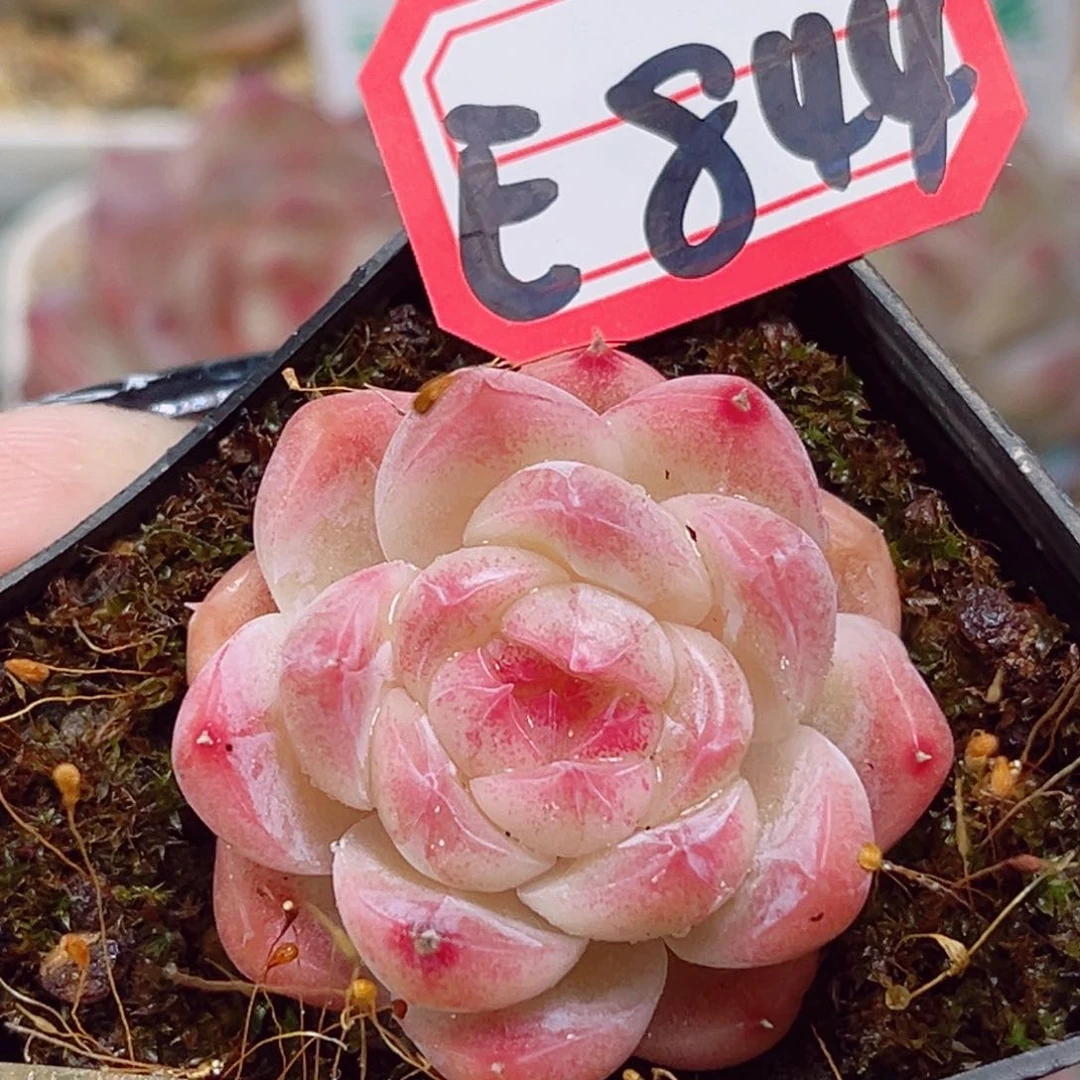 E844一物一拍 蜜桃