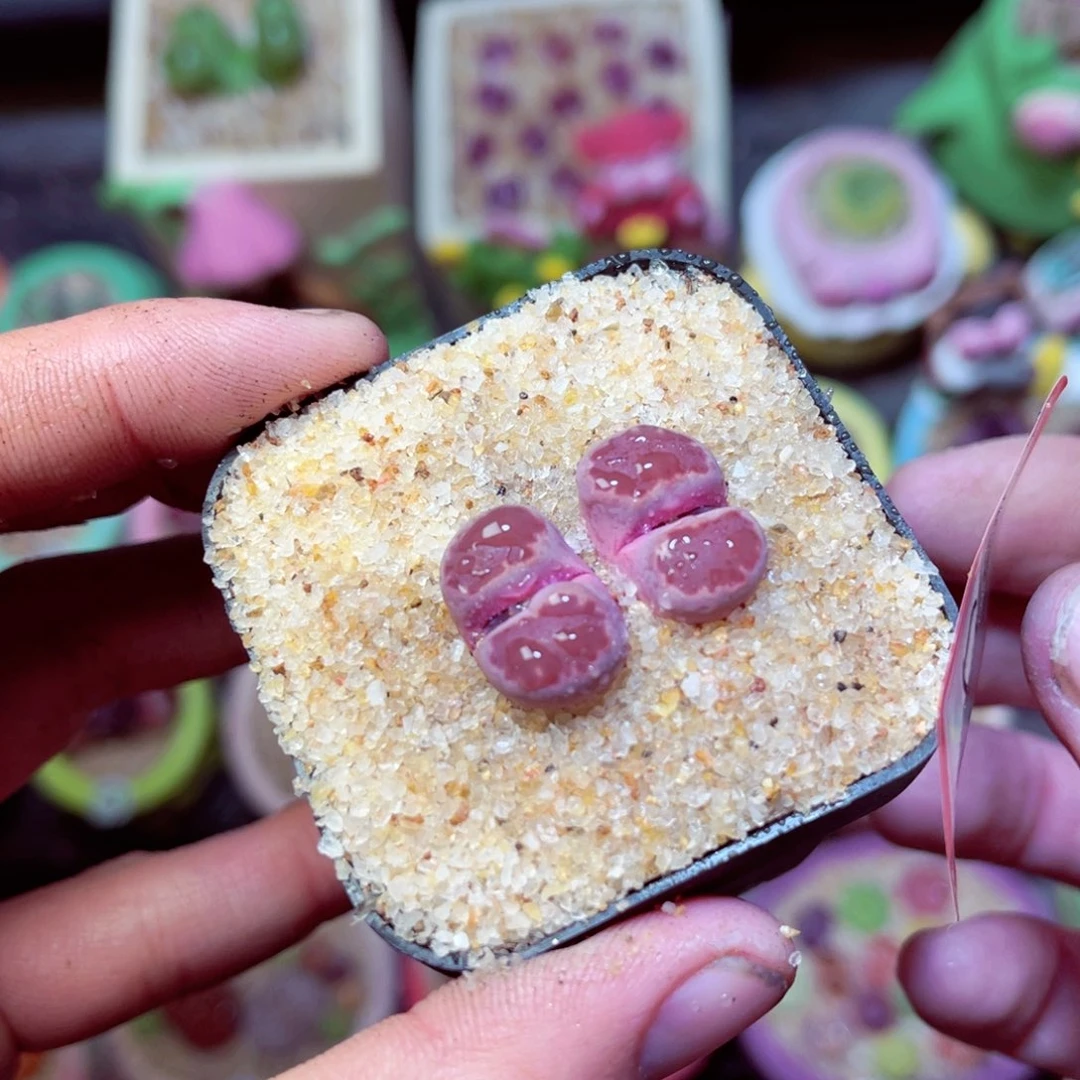 559生石花带盆发