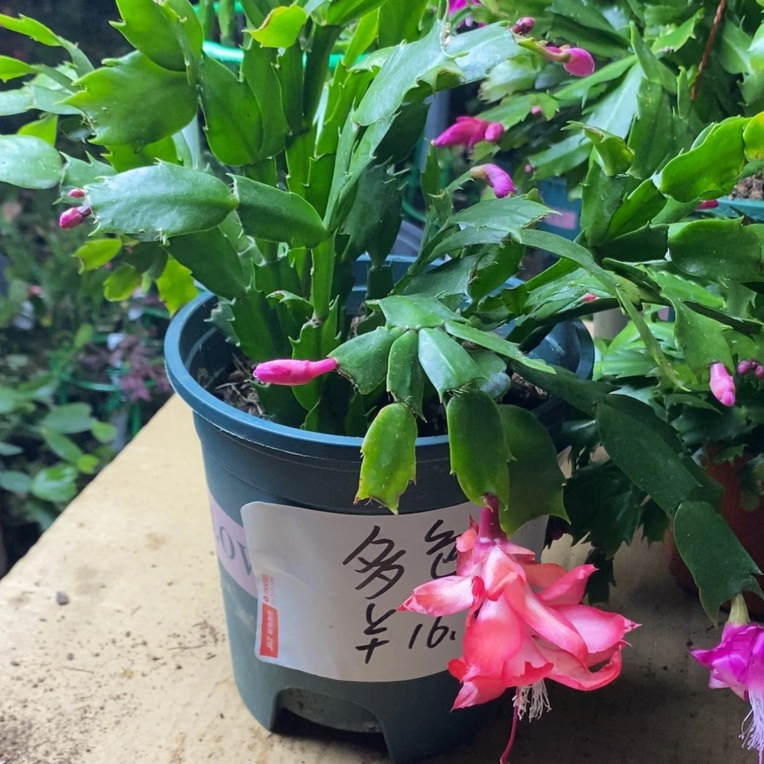 全部花朵多色福利