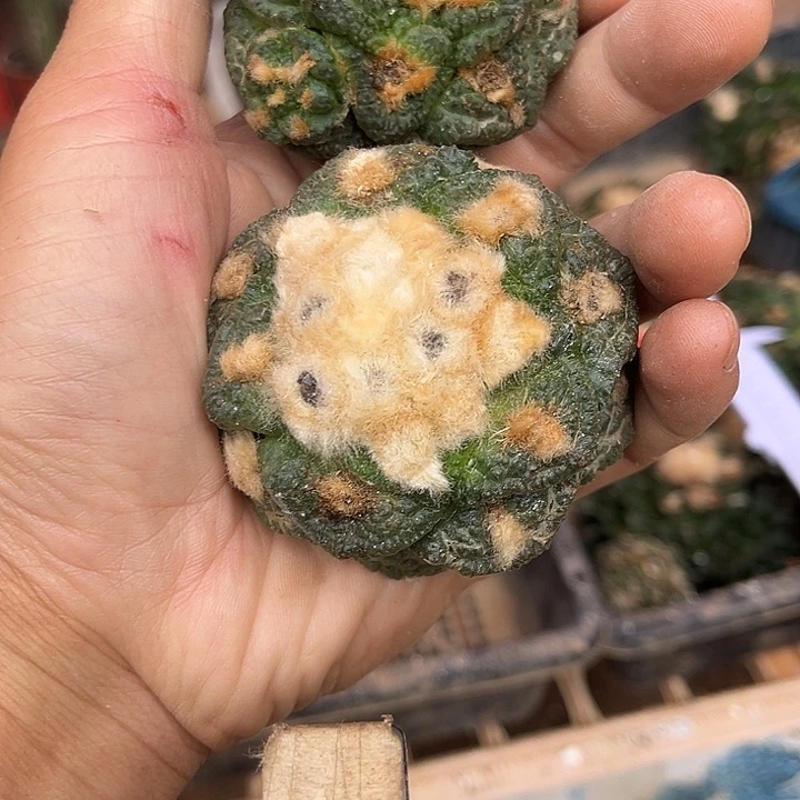 苗接落地没根龟甲两颗