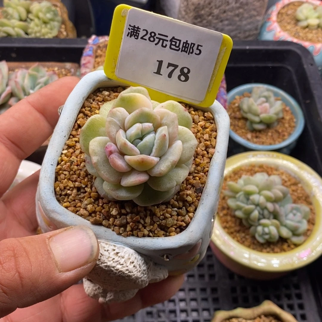 山****糠5178糖心石化拉丝锦多肉植物