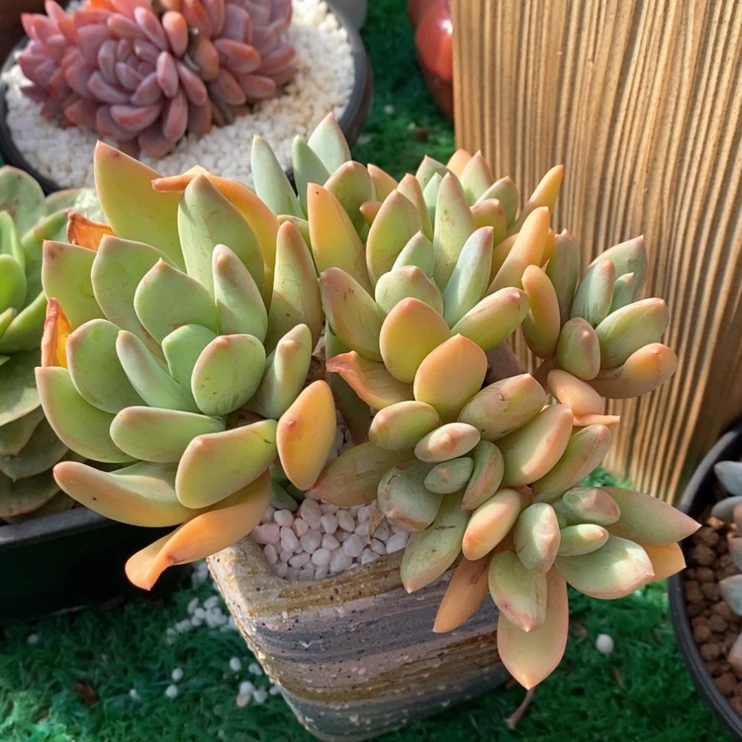 海洋之歌多肉植物盆栽
