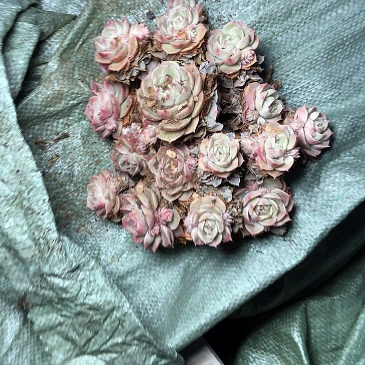 像****?76///////////////