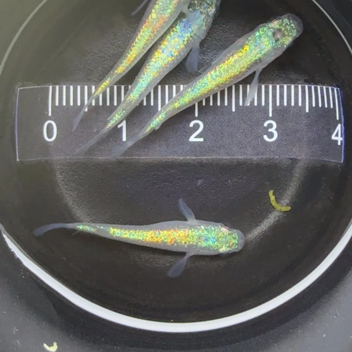 青鳉鱼海王星20号