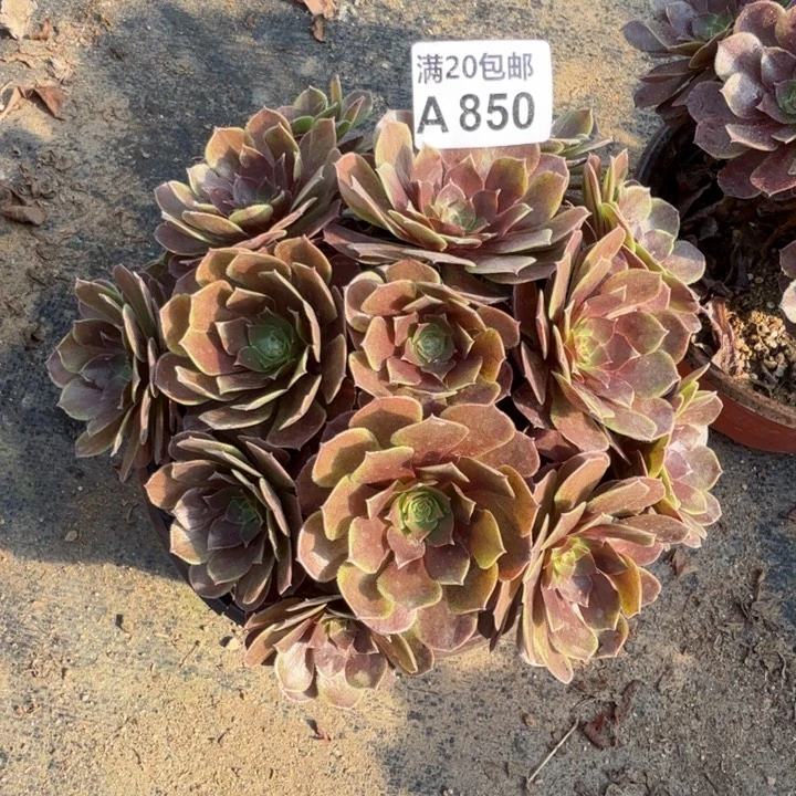 满20包邮，850桃花石