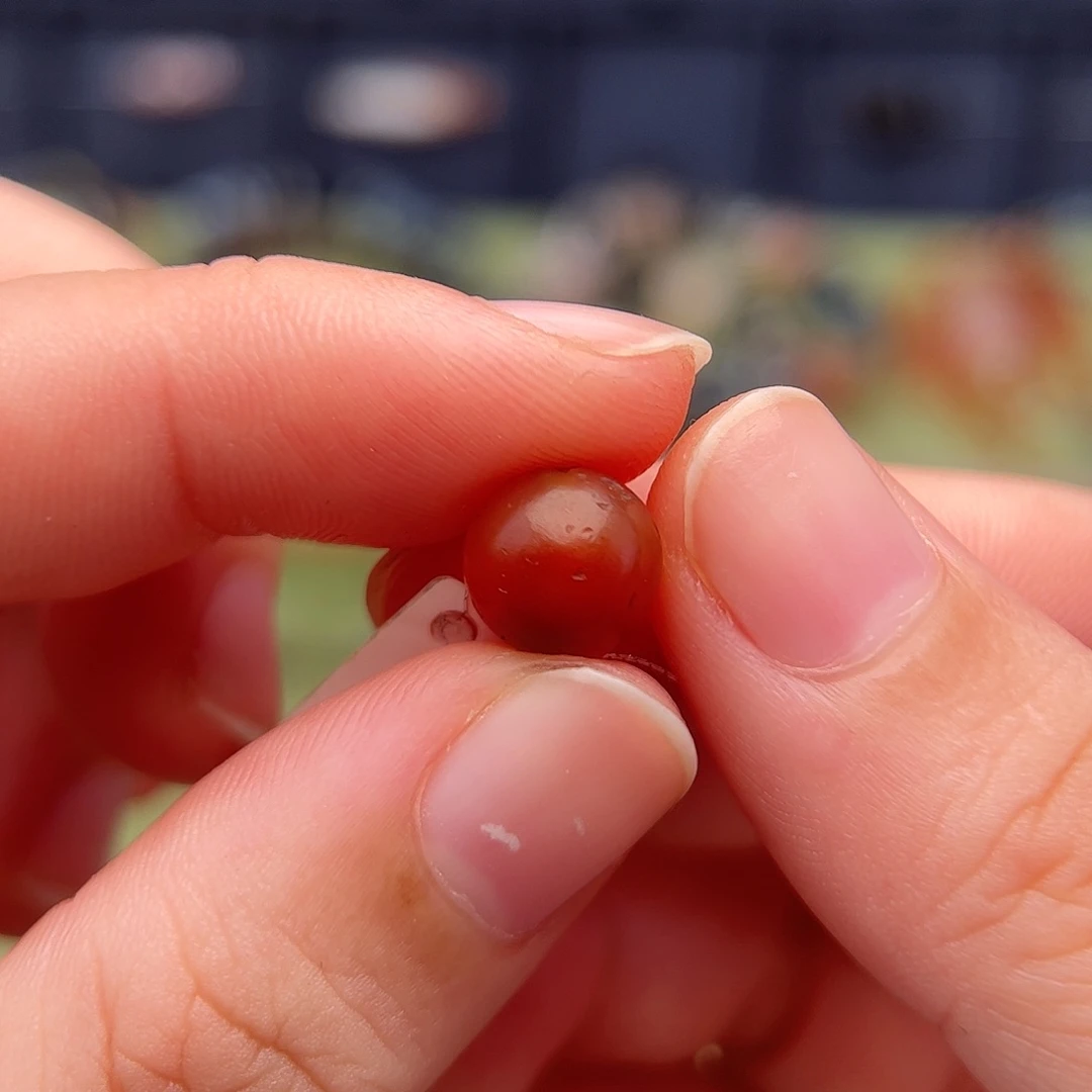 玛瑙/玉髓未镶嵌单珠