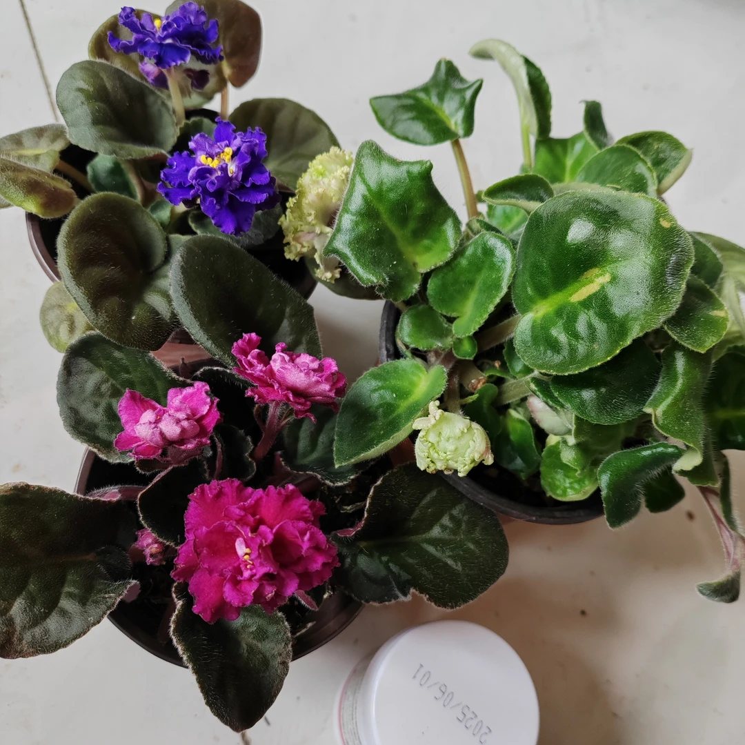 紫罗兰三盆一瓶包邮到家