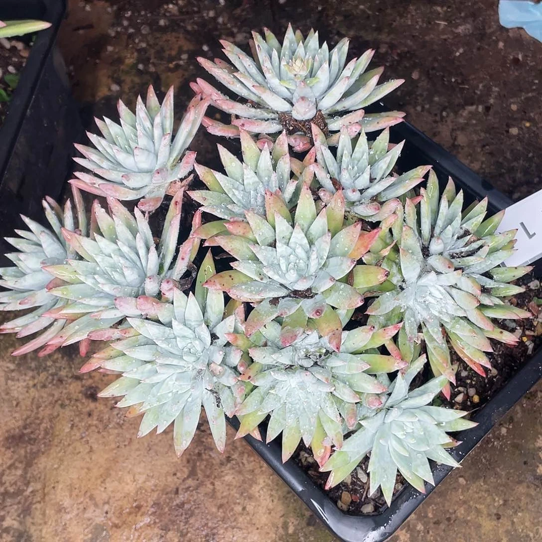 白姆老桩多头30公分2112