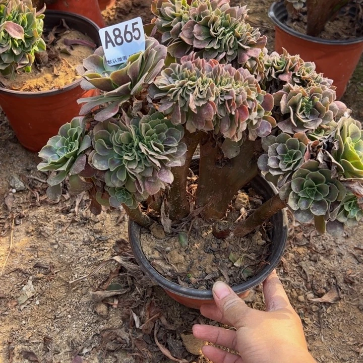 玫瑰缀多肉植物865.