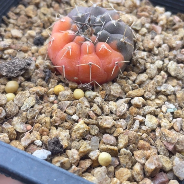 实生怪龙丸锦一颗包邮