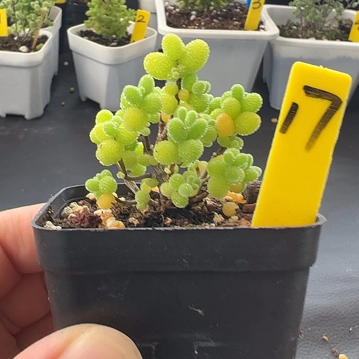 17号棒棒糖一物一拍