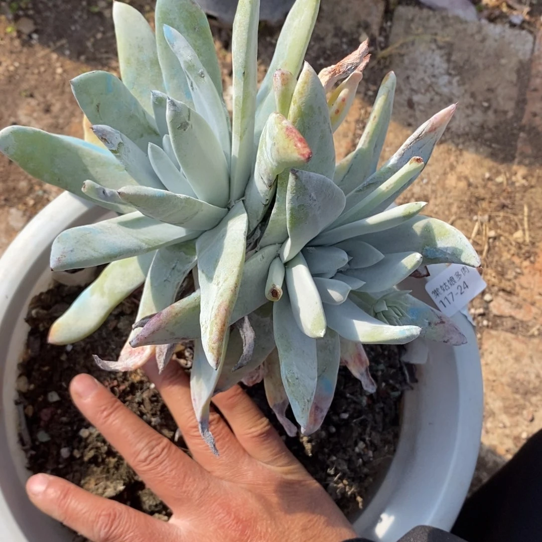 24号帕翠莎粗腿子