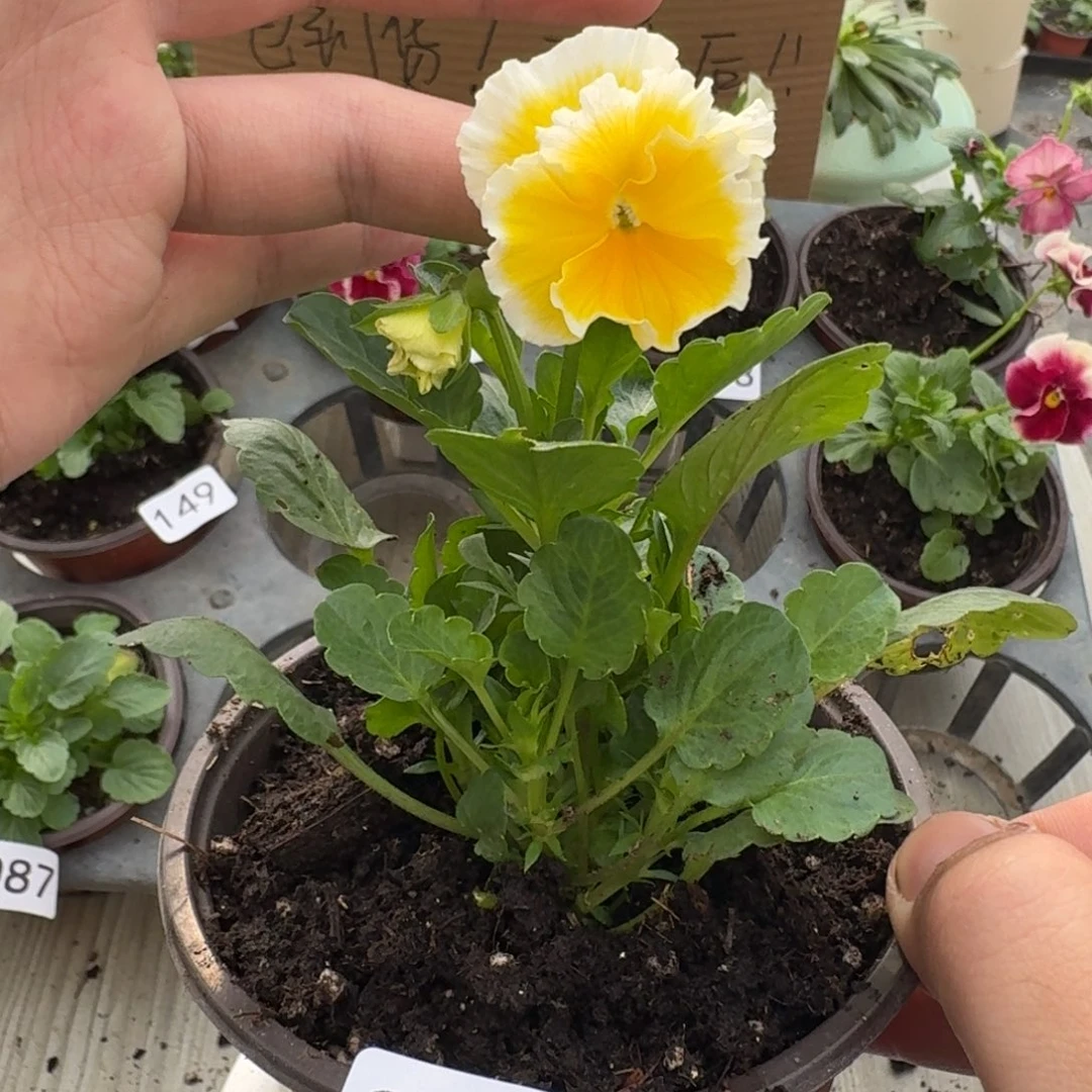 大部分花苞少量开放215