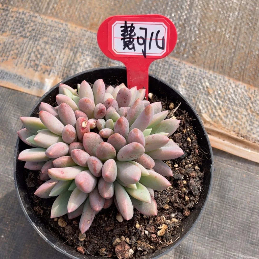 慧*儿姐姐说她真的不是一般