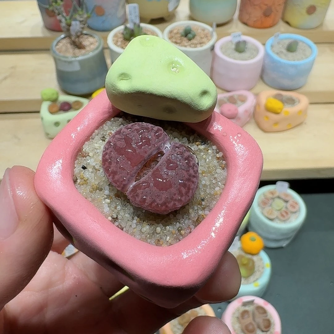 红陶蘑菇776紫折榴