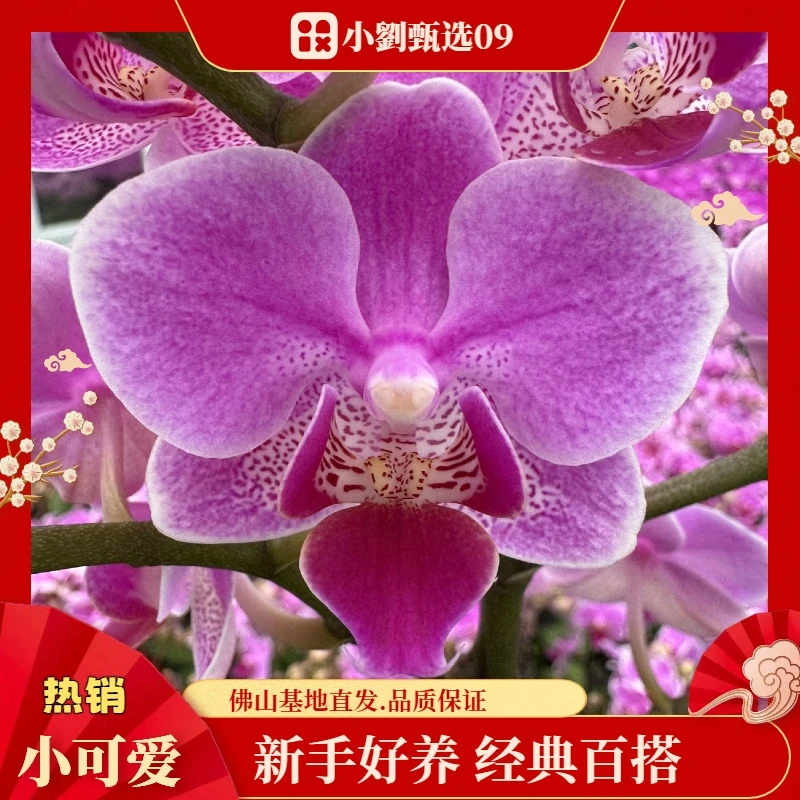 【小可爱09】精美蝴蝶兰花卉盆栽佛山基地批发直播次日达