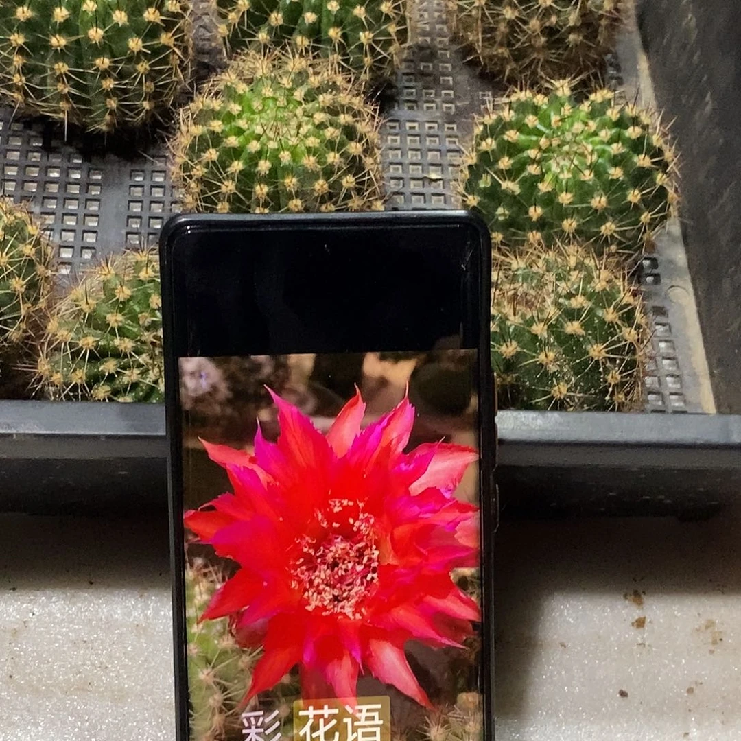 彩 花语侧芽 歪 20包邮5公分以上