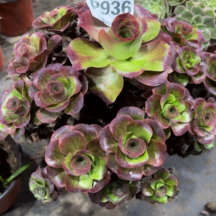 瑞妈多肉植物，936.