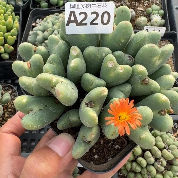 220多肉植物多肉植物