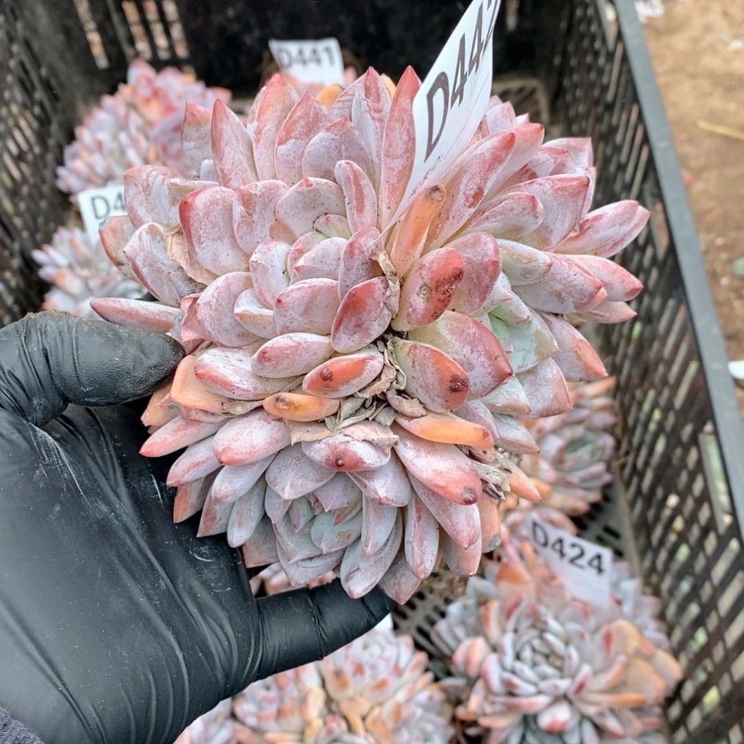 442 石榴籽5头呀呀呀呀