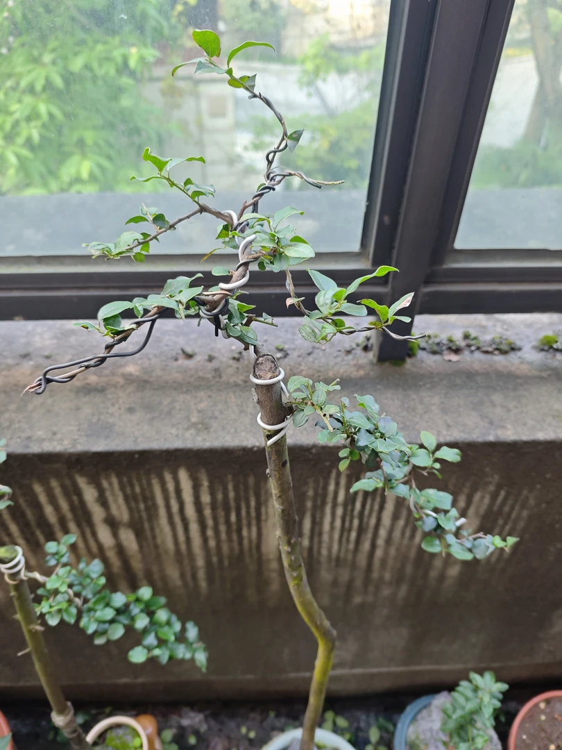 金弹子茶空间装饰盆景绿植