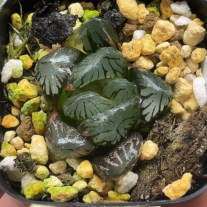 402大窗黑水晶玉露锦