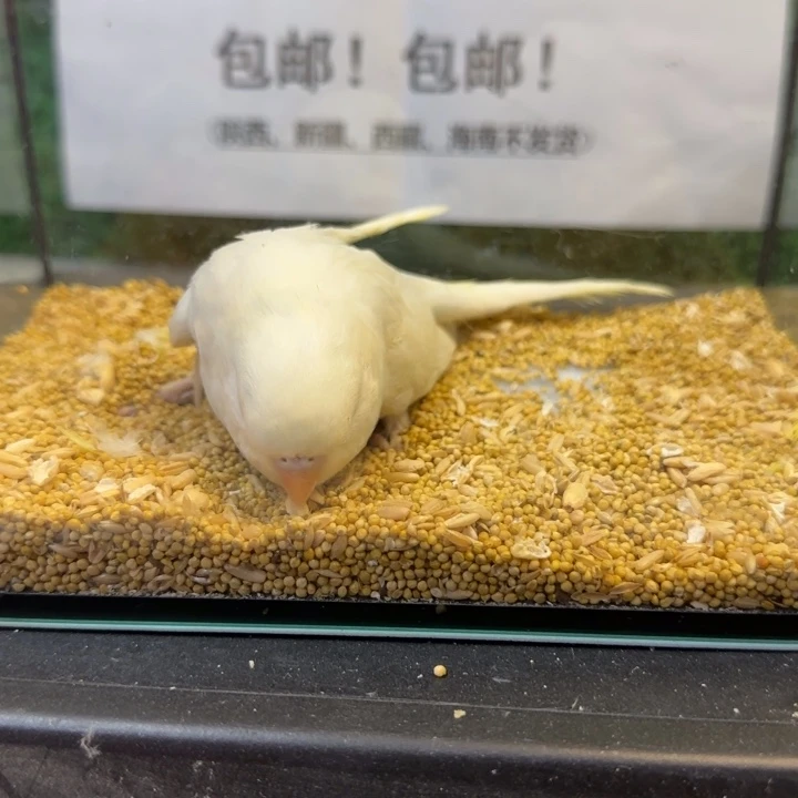 虎皮鹦鹉大头虎皮鹦鹉