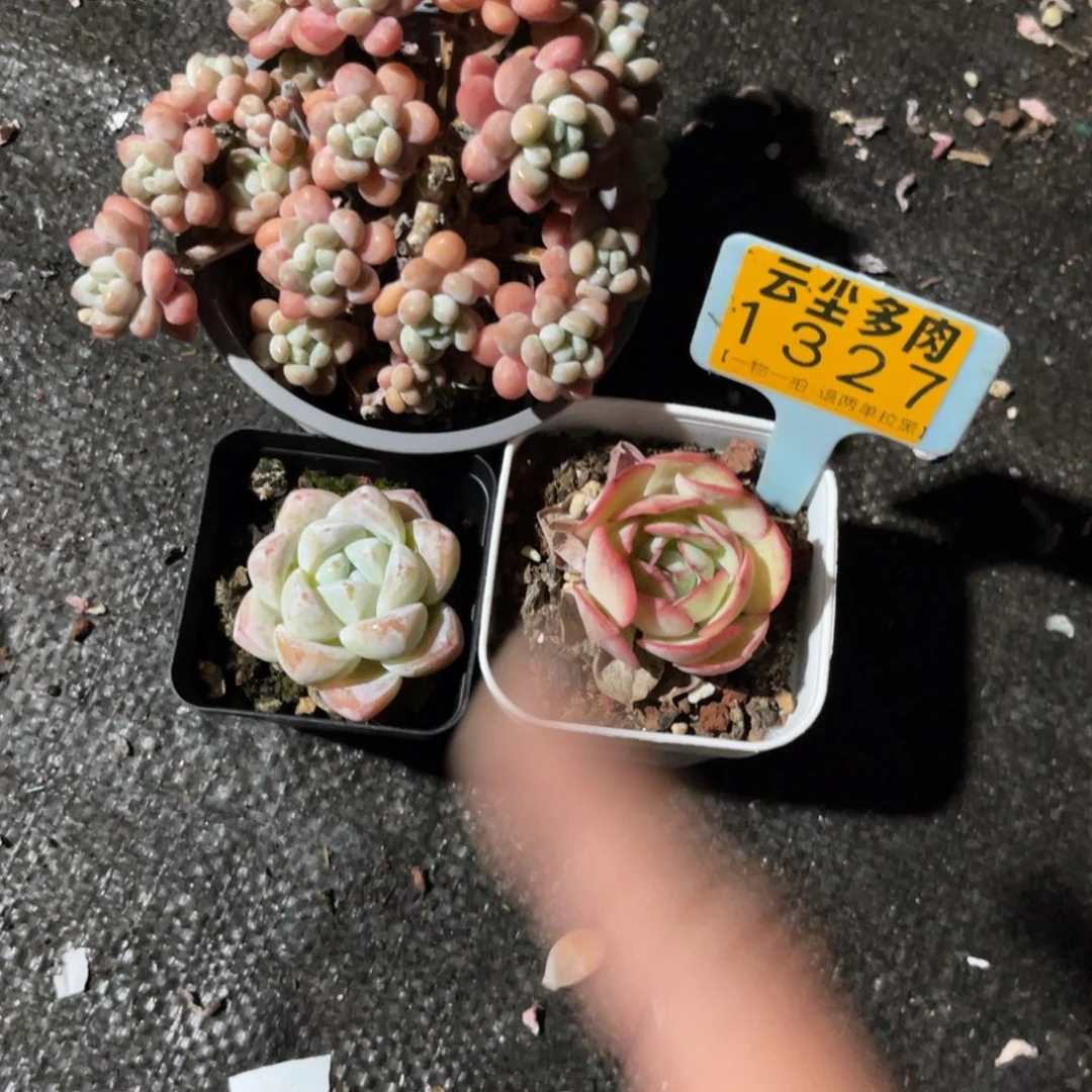 云尘多肉一物一拍1327