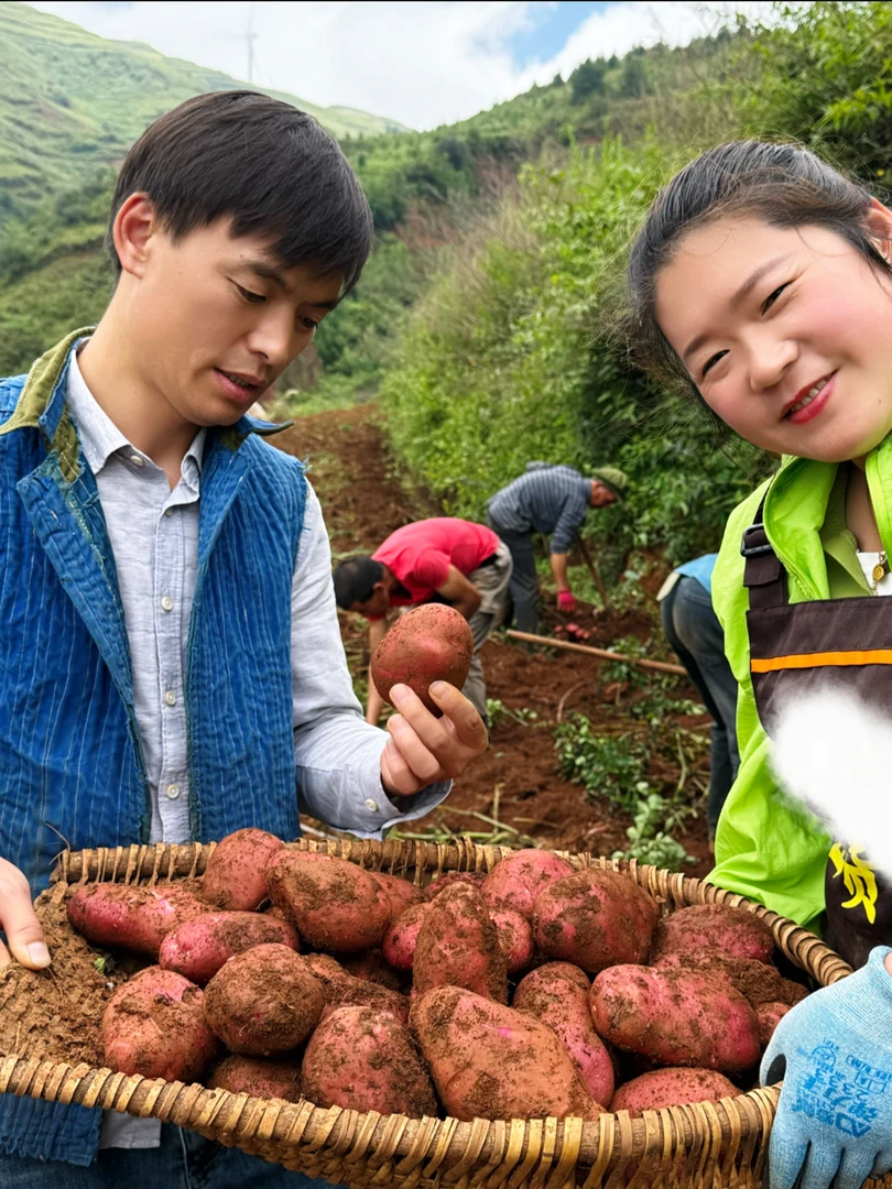 云南东川红土地红皮黄心洋芋