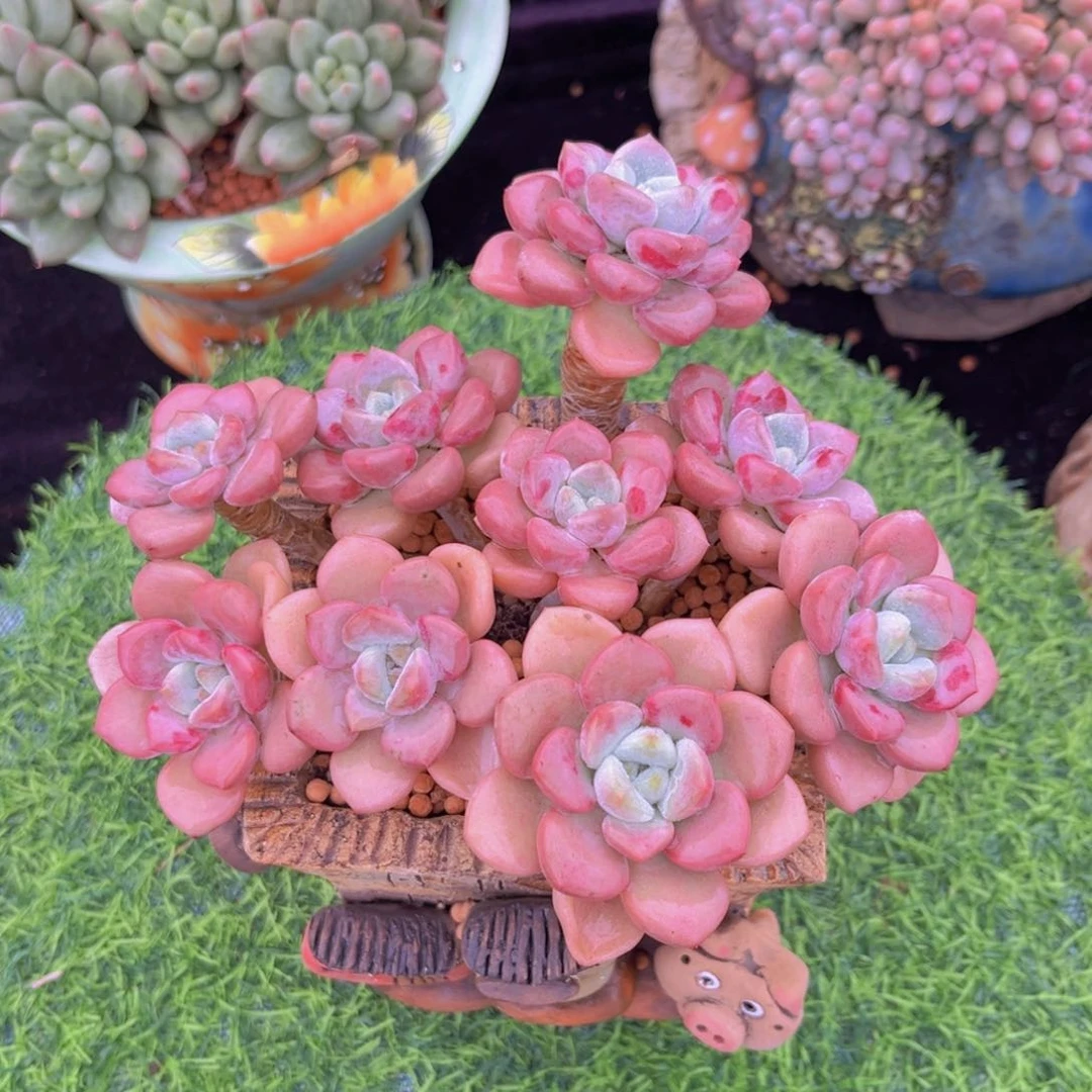 完全开放多肉植物白鹭多肉