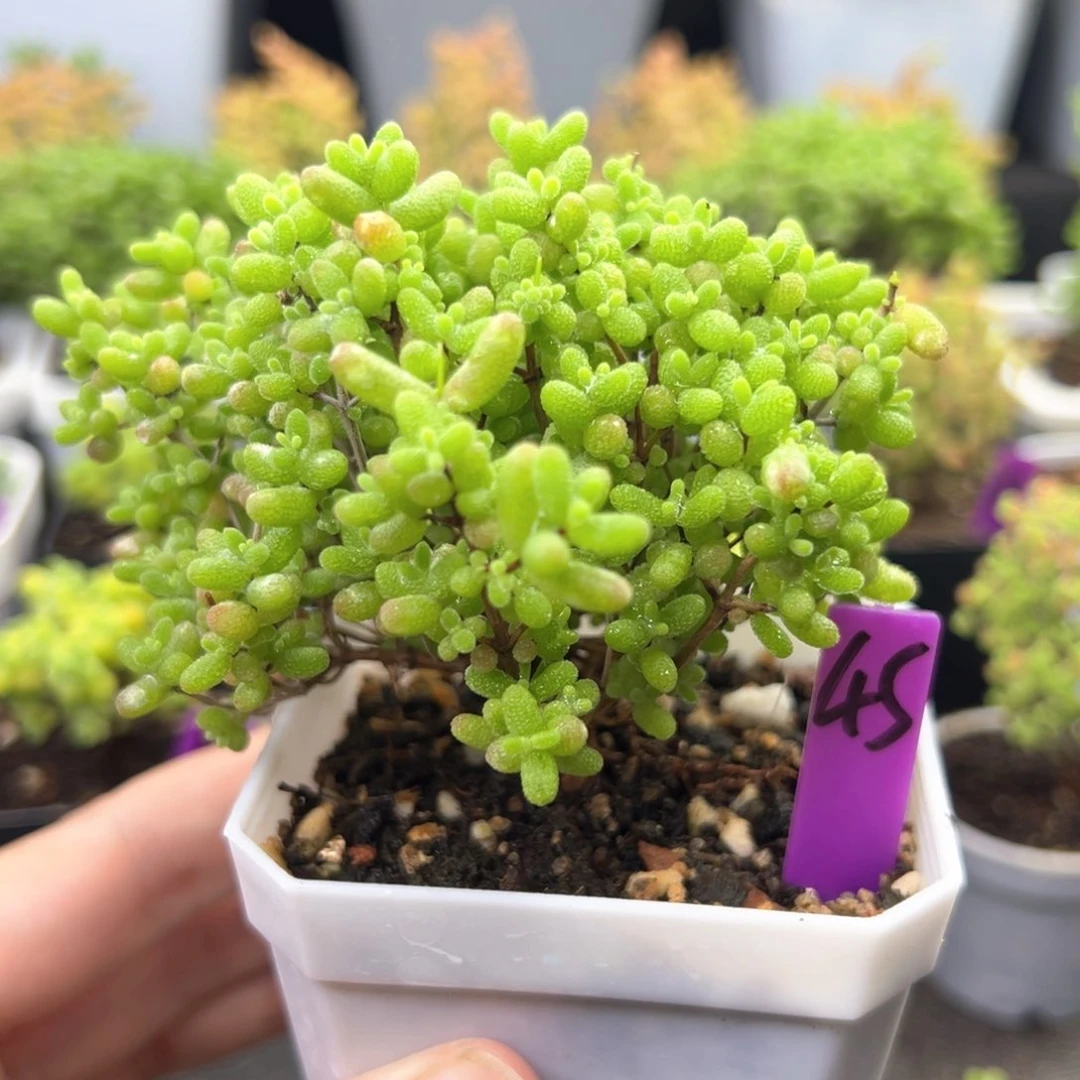 45号蜜橘悬崖桩一物一拍