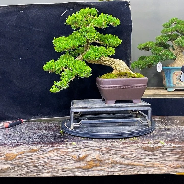 无花朵黄杨盆景四季常青