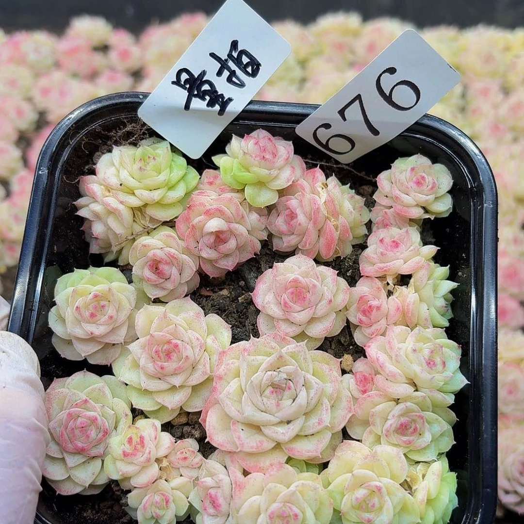 多肉植物多肉植物676量拍