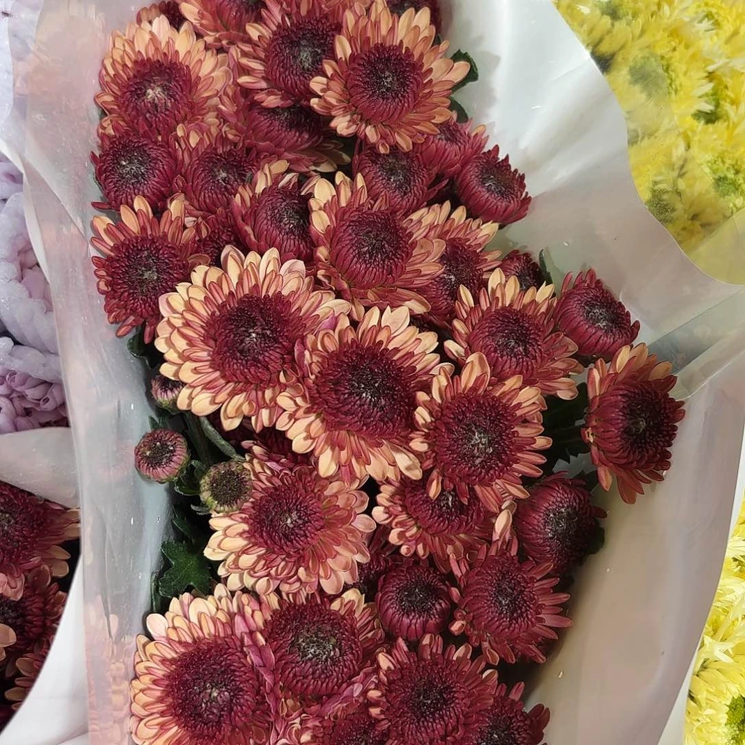 变异 橘粉台农胭脂10支