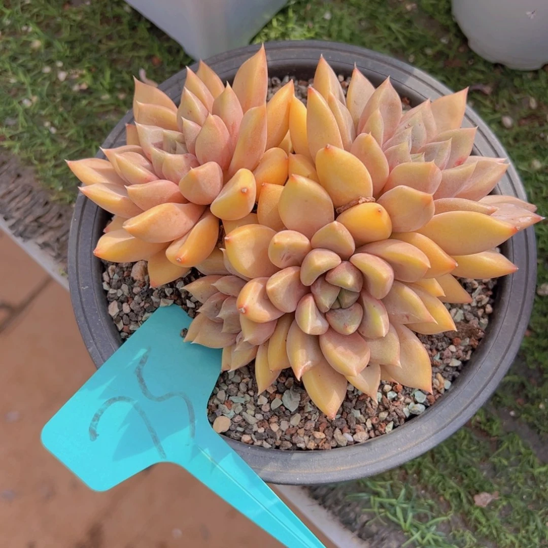 香玉的故事是一个人的故事吗