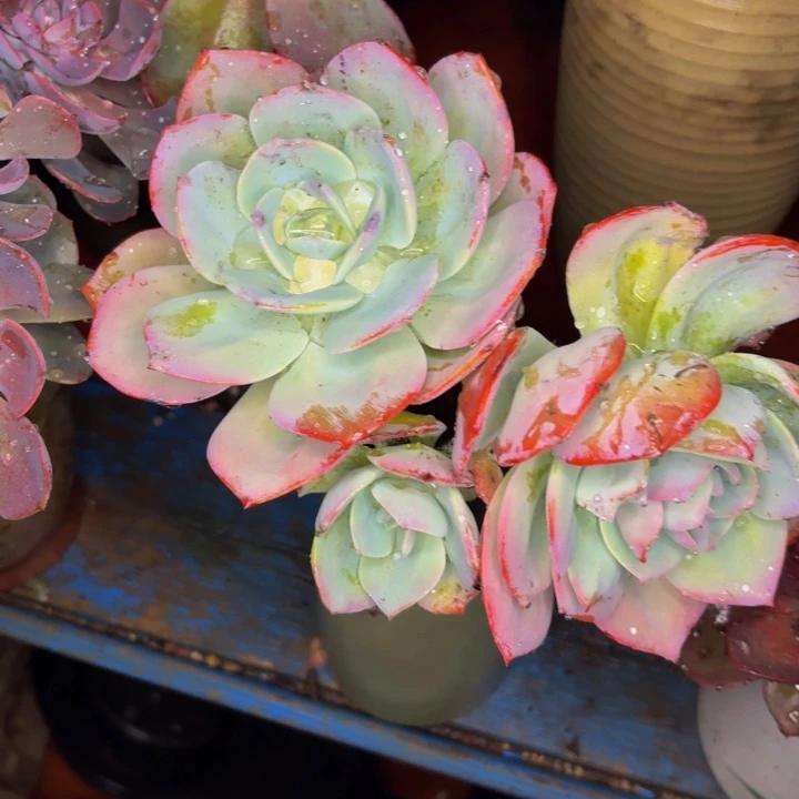 熊***熊老桩精品肉肉雪凤