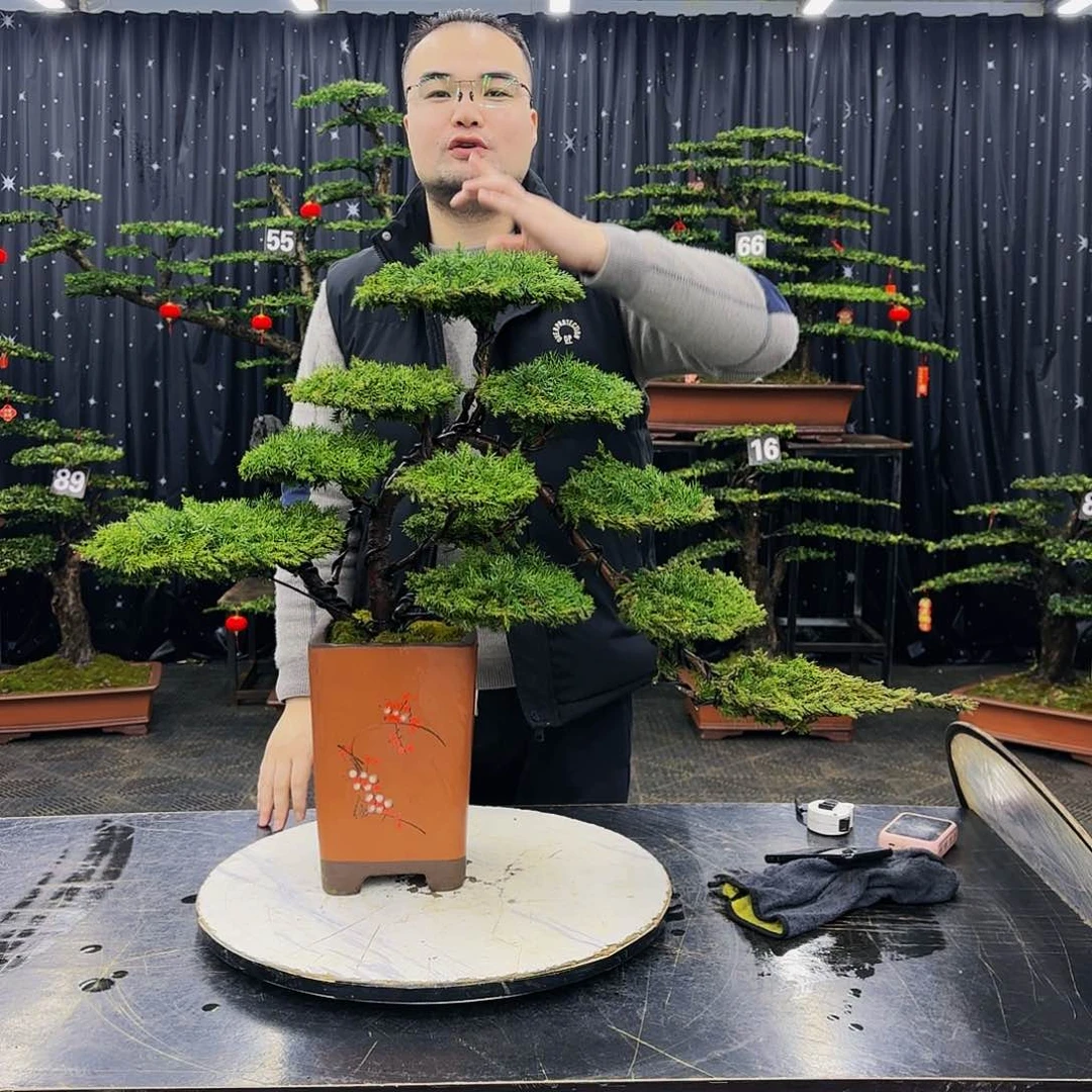 松树柏树造型盆景