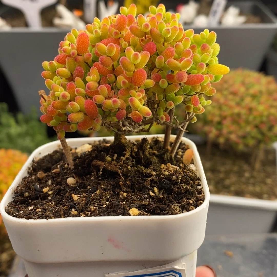 完全开放1号蜜橘糖球（6.5cm）