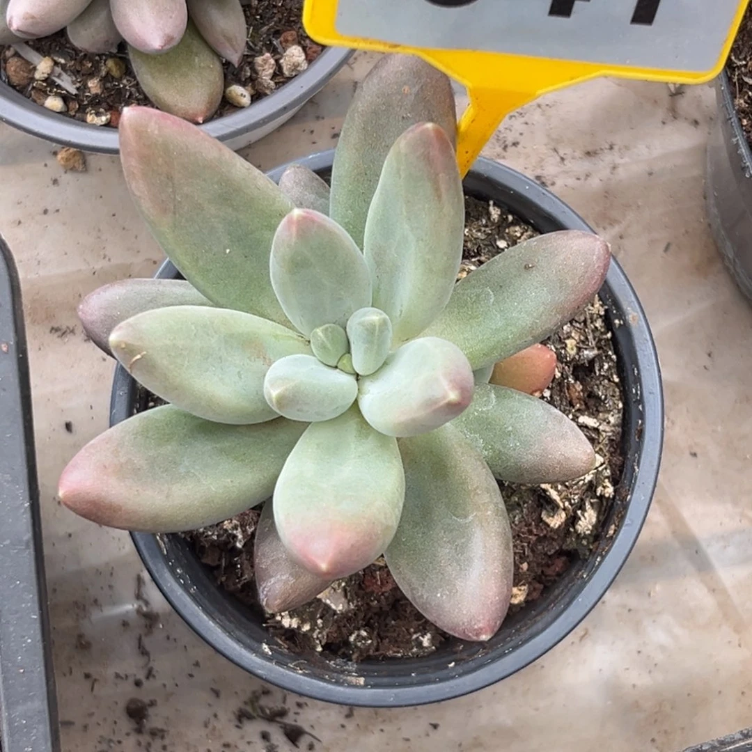 多肉植物欧若拉941