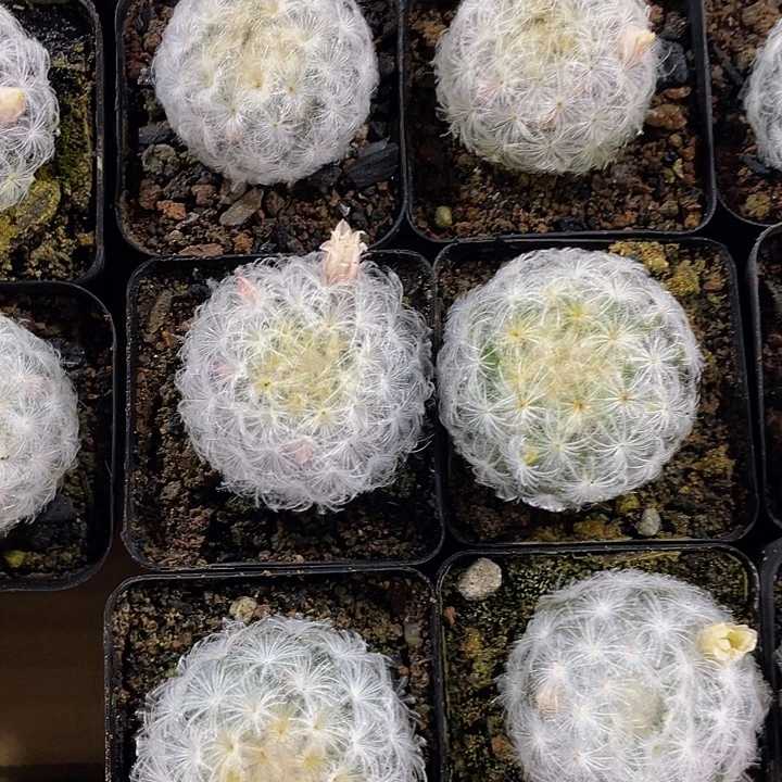 毛毛球仙人球带盆土发