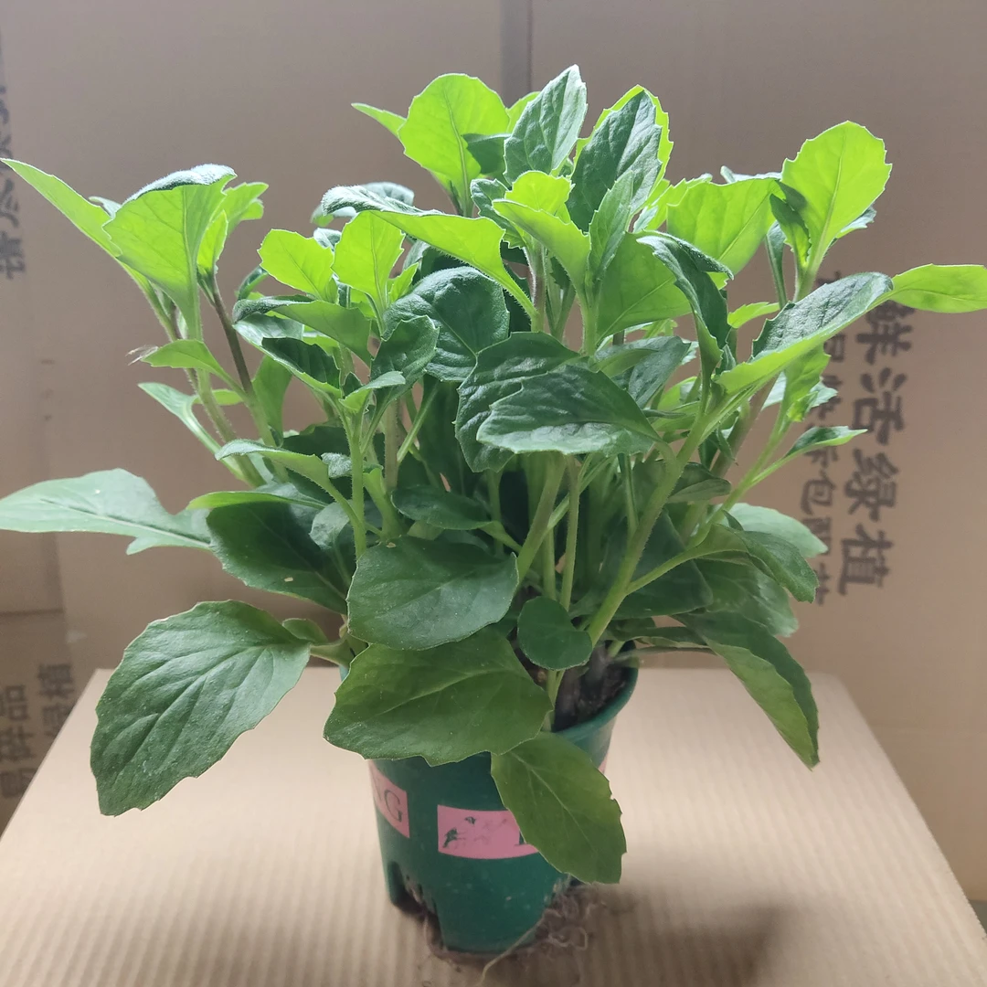 椿樹茶片仔癀草甘蔗汁植物古城榨汁饮品食用中草药盆栽鲜品白凤菜