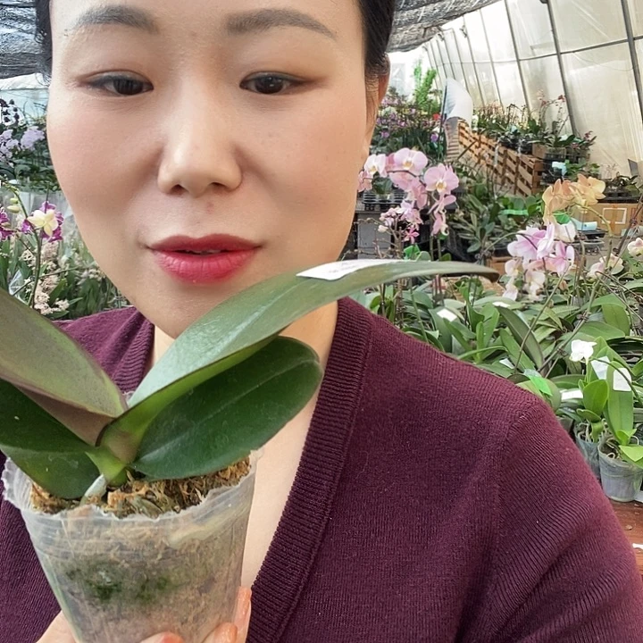 无花朵哈根达斯蝴蝶兰