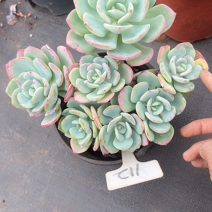 晨语多肉，一物一拍112白月光