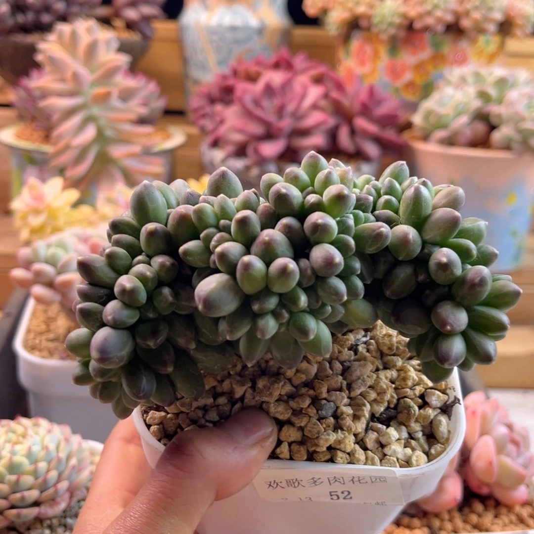 2.13-52千代田缀化111111