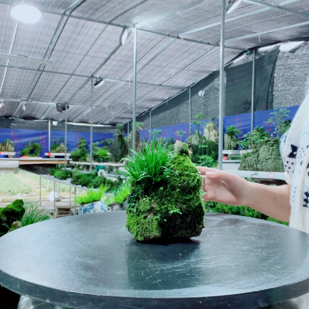 江***当前无花栽培后可以开花