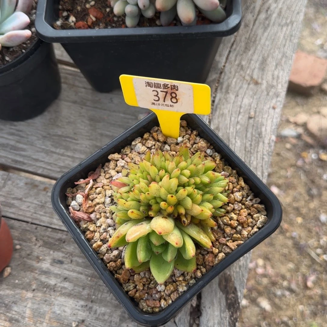 李****.多肉植物超薄锐化哇塞