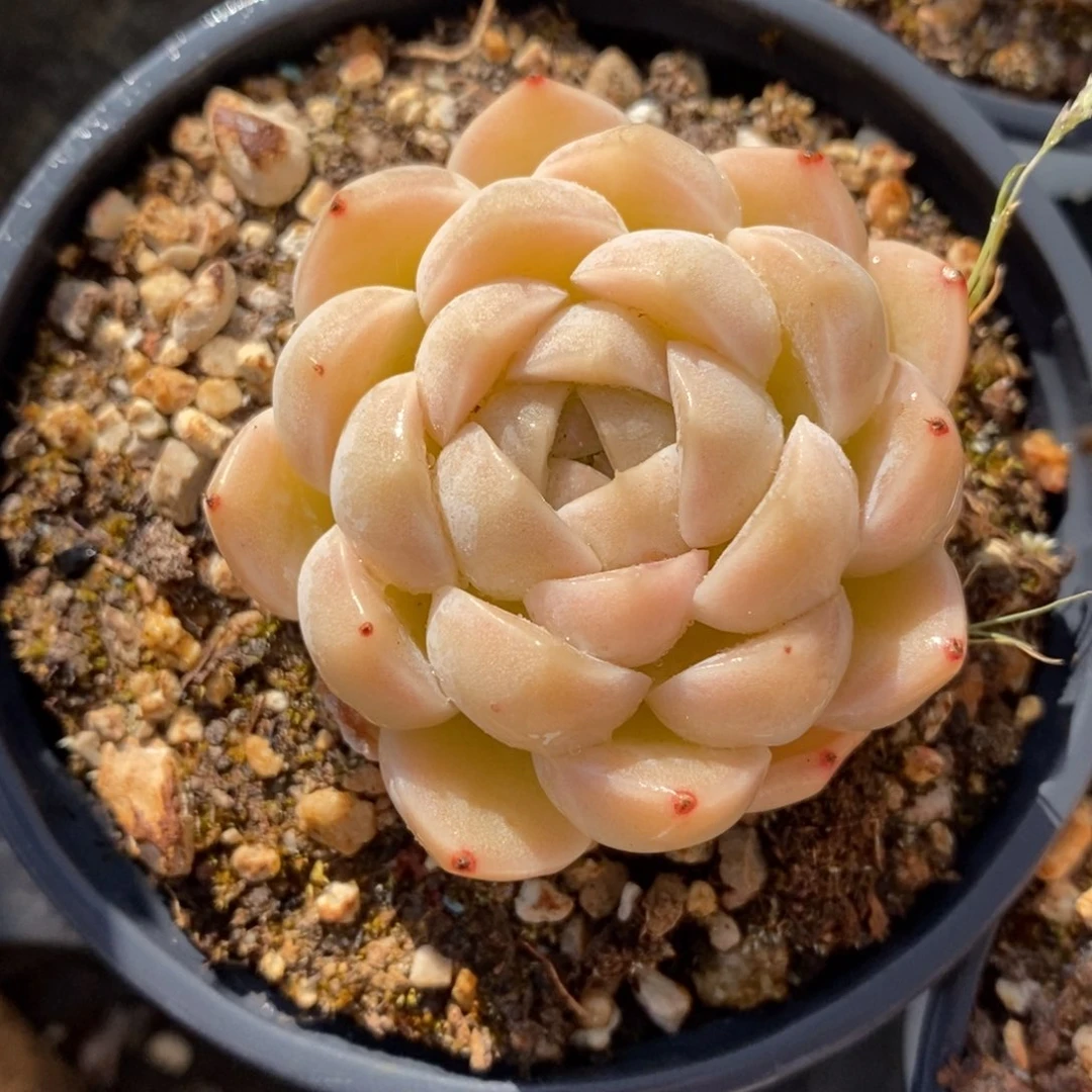 一物一拍多肉植物-下滑链接更多品种选择